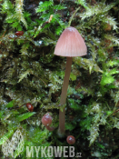 Mycena sanguinolenta