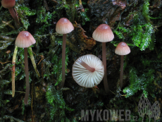 Mycena sanguinolenta