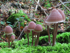 Mycena haematopus