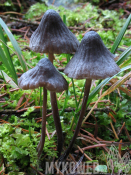 Mycena galopus