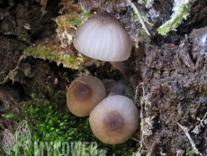 Mycena abramsii