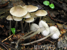 Mycena abramsii