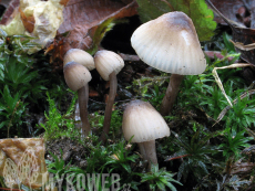 Mycena abramsii