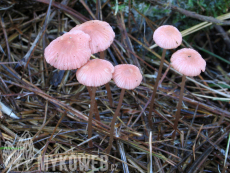 Mycena rosella