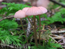 Mycena rosella