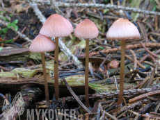 Mycena rosella