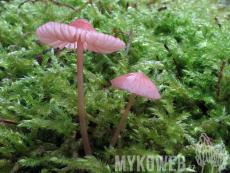 Mycena rosella