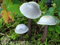 Mycena pura