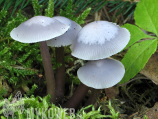 Mycena pura