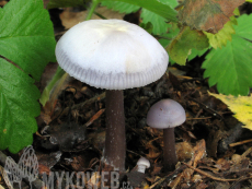 Mycena pura