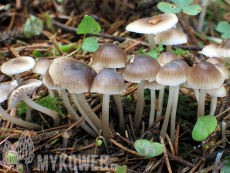 Mycena flos-nivium