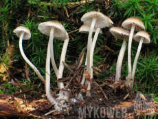 Mycena flos-nivium