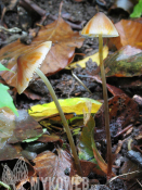 Mycena crocata