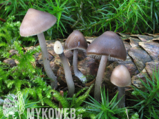 Mycena strobilicola