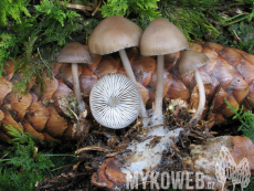 Mycena strobilicola