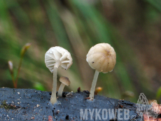 Mycena speirea