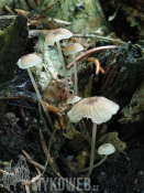 Mycena speirea