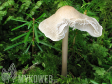 Mycena galericulata