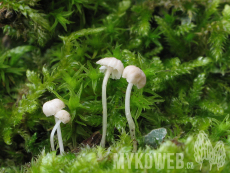 Mycena hiemalis