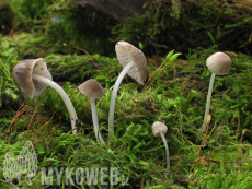 Mycena hiemalis