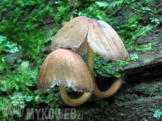 Mycena renati