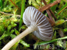 Mycena agrestis