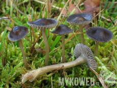 Mycena agrestis