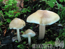 Mycena romagnesiana