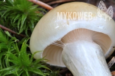 Hygrophorus gliocyclus