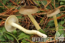 Hygrophorus hypothejus