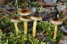 Hygrophorus hypothejus