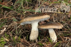 Hygrophorus latitabundus