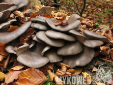 Pleurotus ostreatus