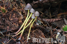 Mycena epipterygia