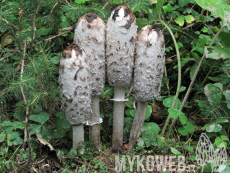 Coprinus comatus