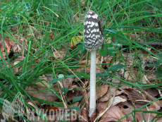 Coprinus picaceus