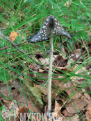 Coprinus picaceus