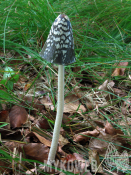Coprinus picaceus