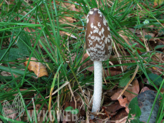 Coprinus picaceus