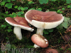 Russula vesca