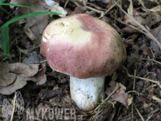 Russula vesca