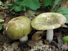 Russula cyanoxantha