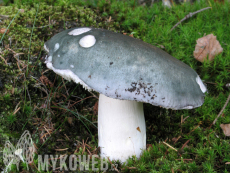 Russula cyanoxantha