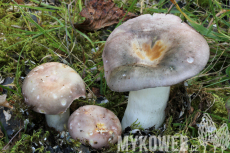 Russula cyanoxantha