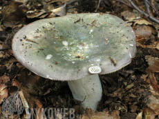 Russula cyanoxantha