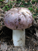 Russula cyanoxantha