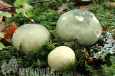 Russula virescens