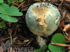 Russula virescens