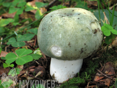 Russula virescens