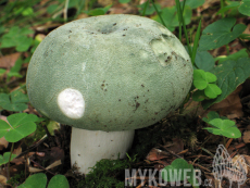 Russula virescens